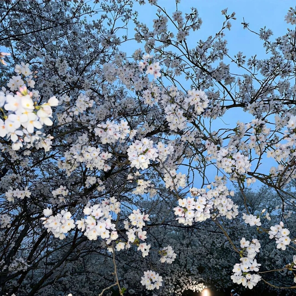 FLOWERS/背景图