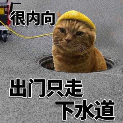 内向小猫