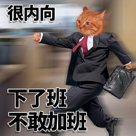 内向小猫