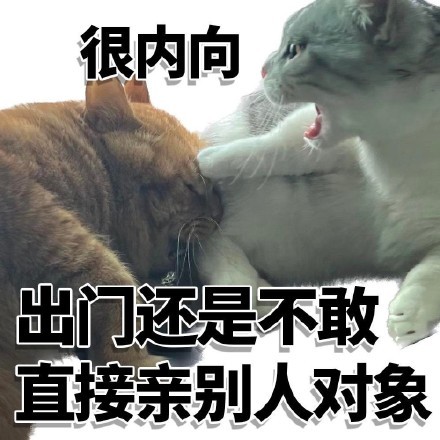 内向小猫