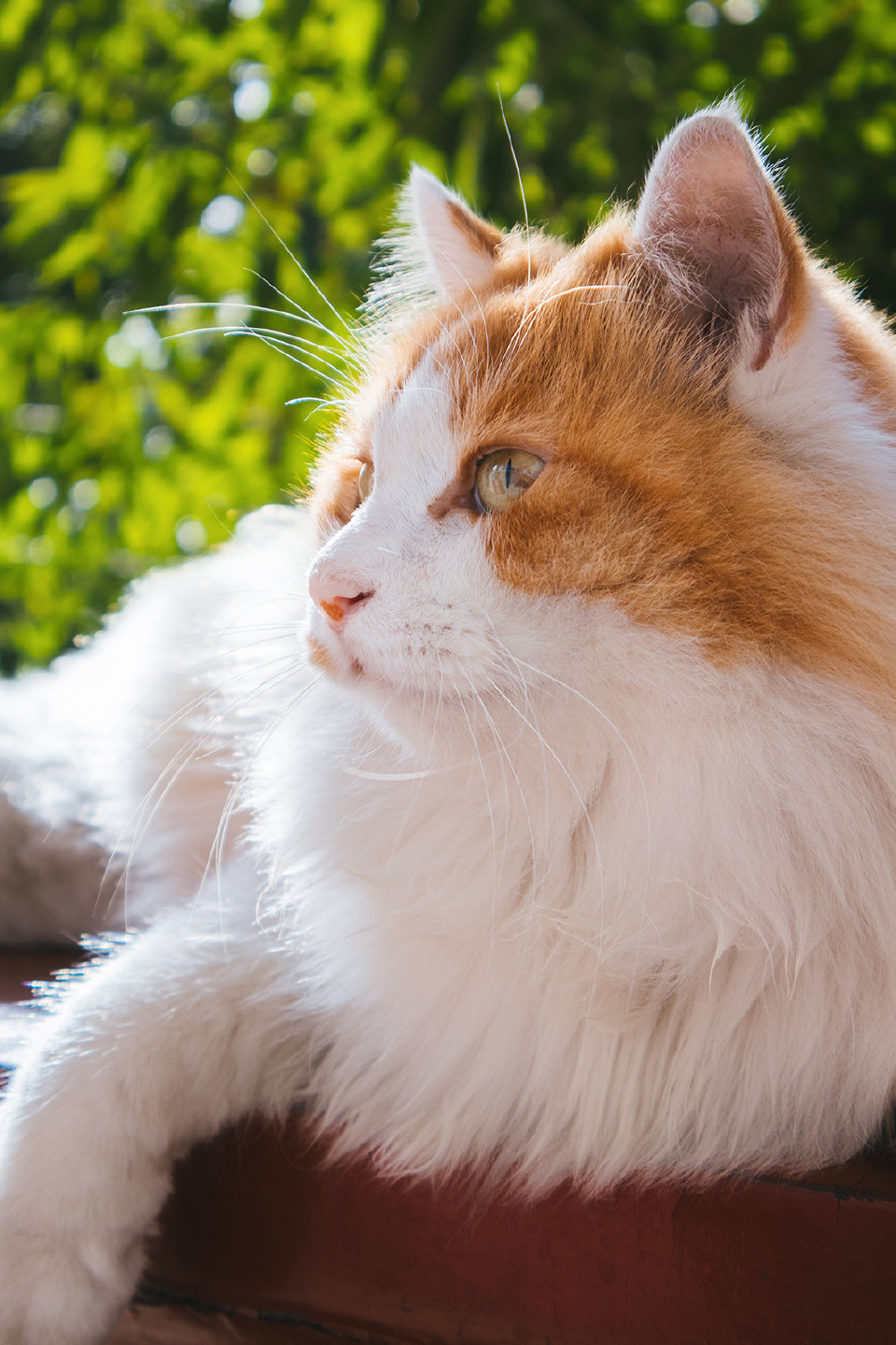 猫咪可爱头像壁纸