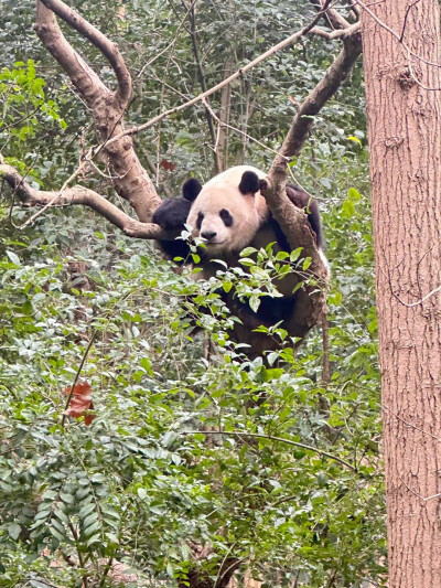 梦梦拍的成都大熊猫