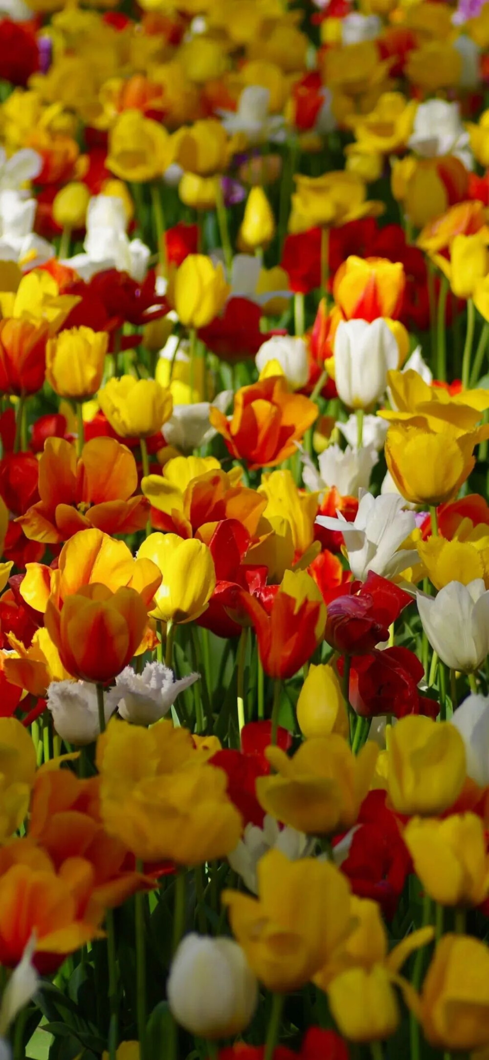 牡丹花卉工业开展中心安排技能专家团队助力盆栽牡丹远销海外