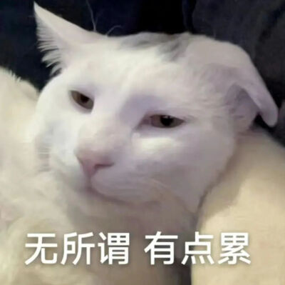 猫猫表情包