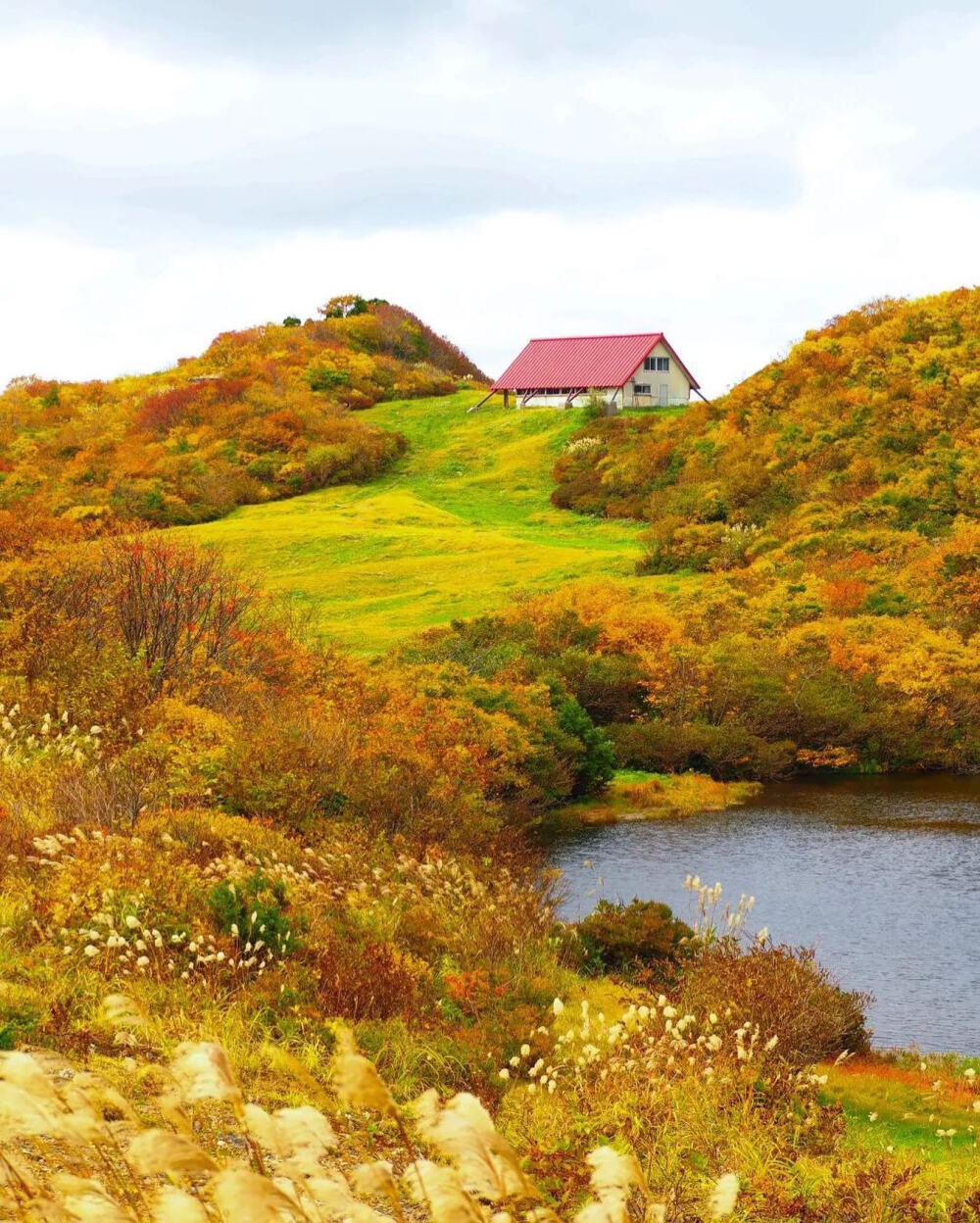 日本 新潟県 佐渡島 ドンデン高原の紅葉