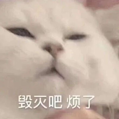 猫猫表情包