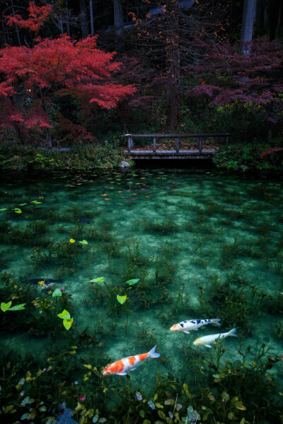 日本 岐阜県 根道神社 紅葉とモネの池 莫奈之池