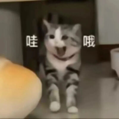 猫猫表情包