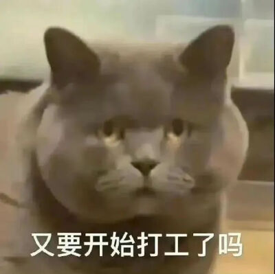 猫猫表情包