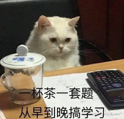 猫猫表情包