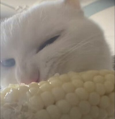 玉米猫