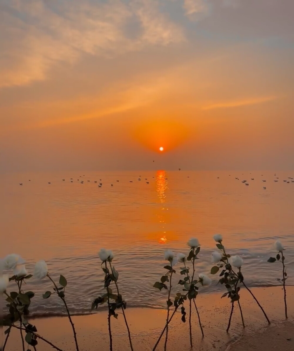 海上日出背景图