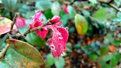 红花檵木上迷人的雨滴