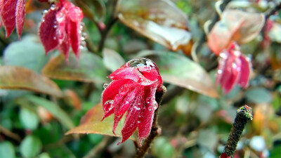 红花檵木上迷人的雨滴