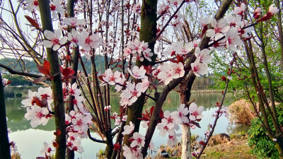 春满庐陵：紫叶李花开满树