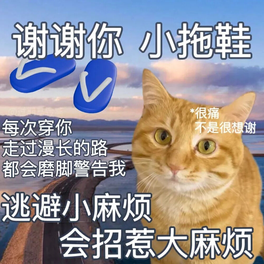 猫猫表情包