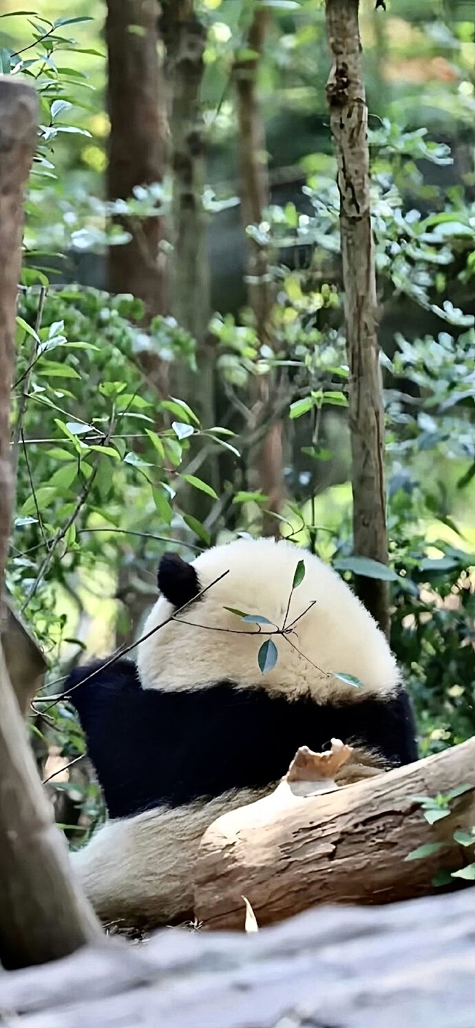 可可爱爱