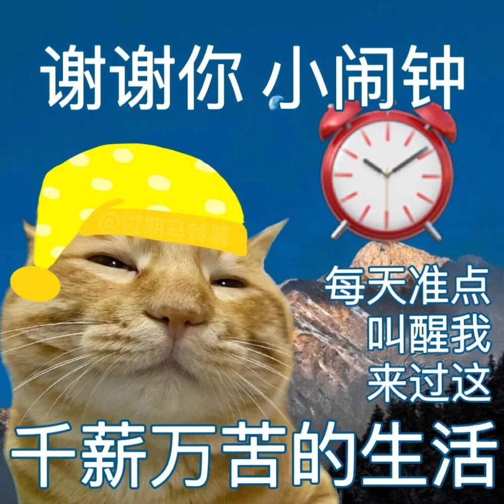 猫猫表情包