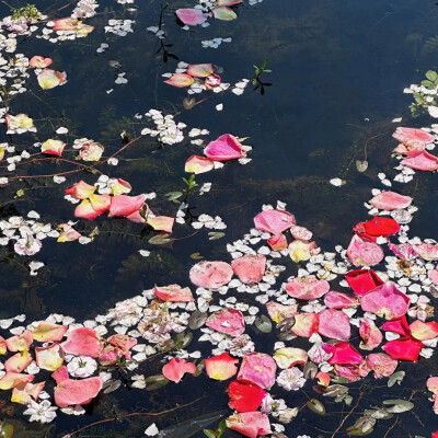 花朵背景图