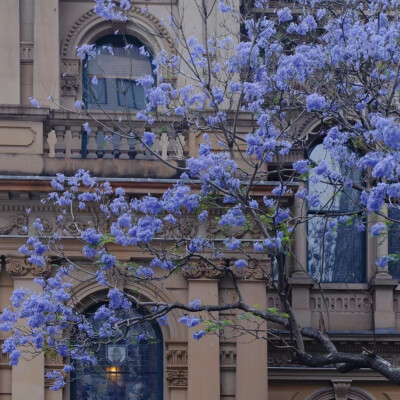 花朵背景图