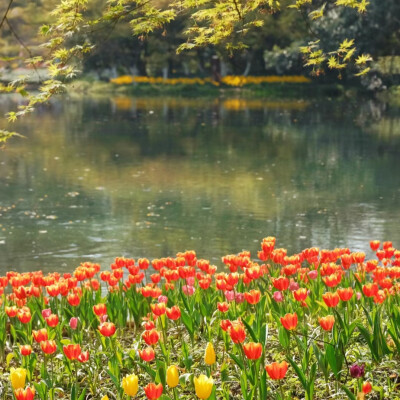 花朵背景图