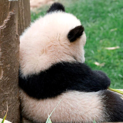 大熊猫辉宝