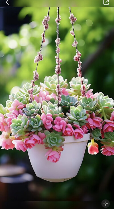 花草