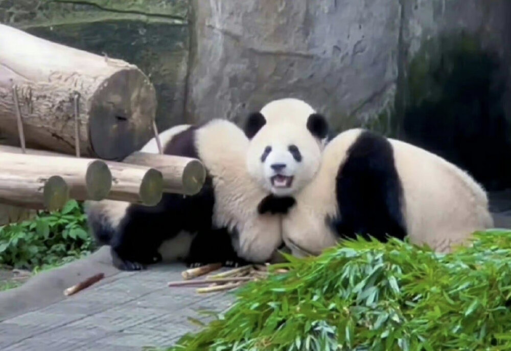 夹心熊猫