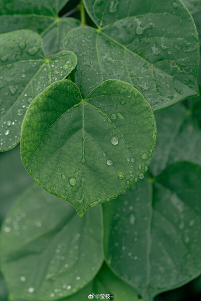 好雨知时节 ​
摄影：@莹枝