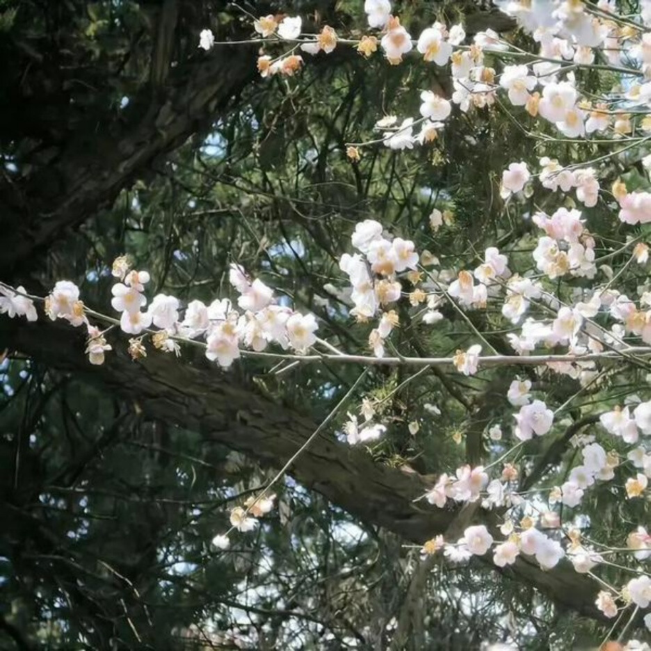 氛围花朵背景图
花朵是季节的使者~