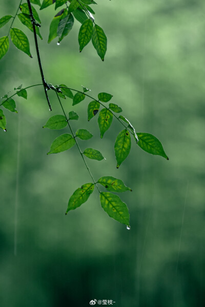 好雨知时节 ​
摄影：@莹枝