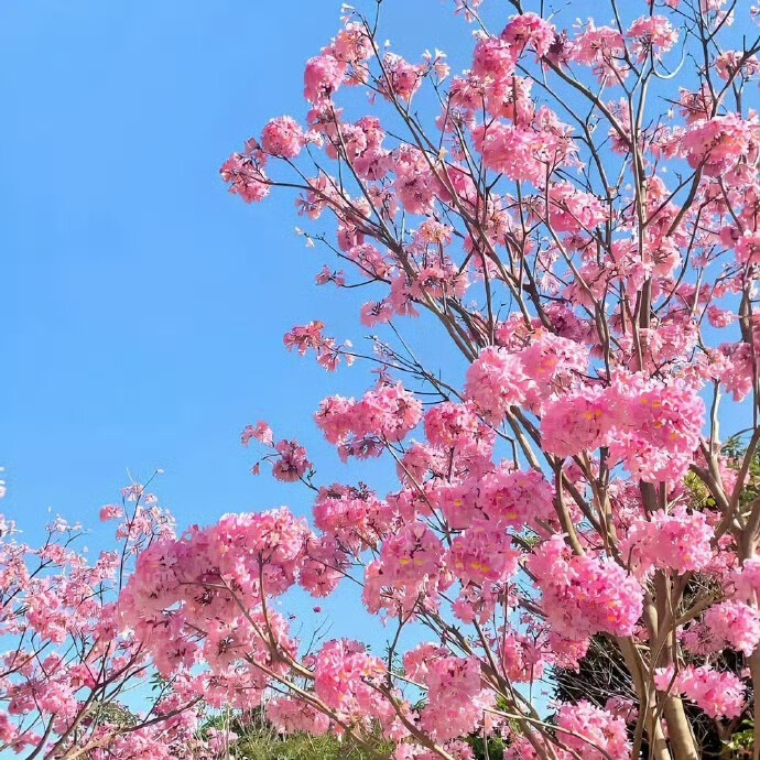 花朵背景图