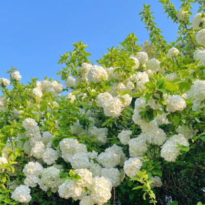 花朵背景图