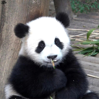 大熊猫辉宝