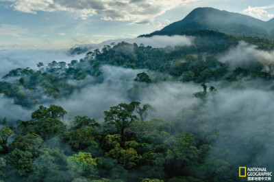《帕隆山晨雾》
印度尼西亚婆罗洲岛的古农帕隆国家公园，晨雾笼罩着帕隆山上的低地雨林。摄影：Tim Laman
