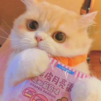 可爱猫咪头像合集