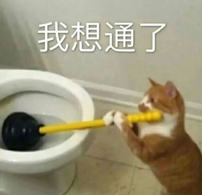 猫猫表情包