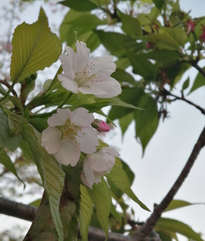 夏初嫩绿间深红