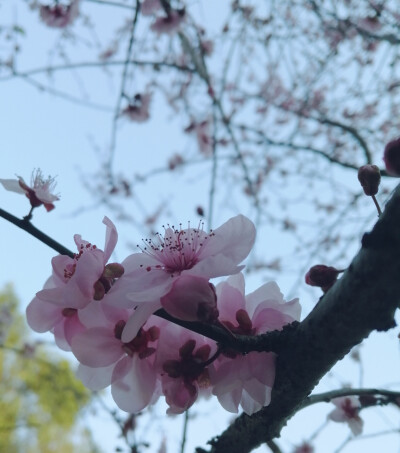 一树樱花映碧天