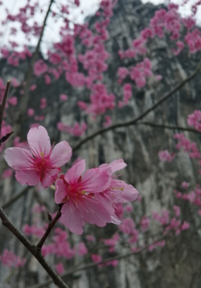 夏初嫩绿间深红