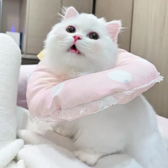 猫咪头像