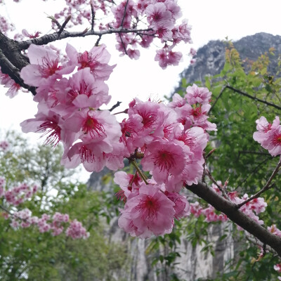 夏初嫩绿间深红