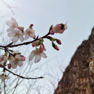 一树樱花映碧天