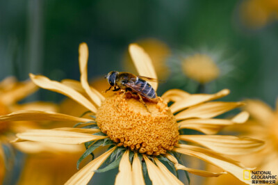 《金盏花蜜》
在美国亚利桑那州科罗纳多国家森林公园，一只蜜蜂落在金盏花上。摄影：David Liittschwager