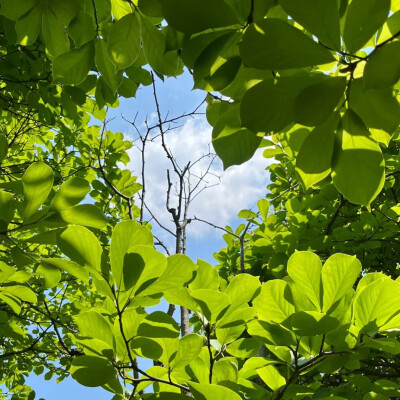 夏日感背景图