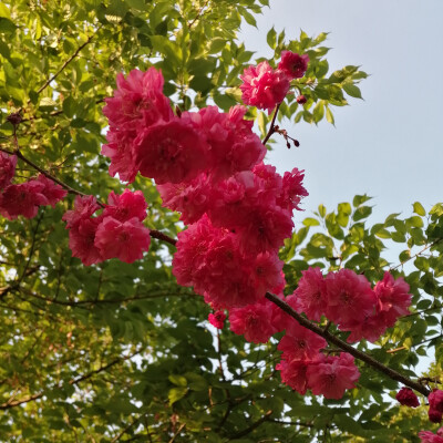 夏初嫩绿间深红