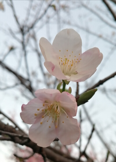 一树樱花映碧天