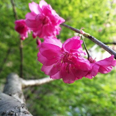 夏初嫩绿间深红