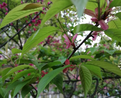 夏初嫩绿间深红