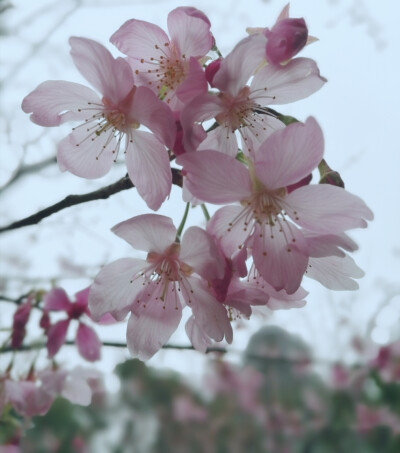 一树樱花映碧天